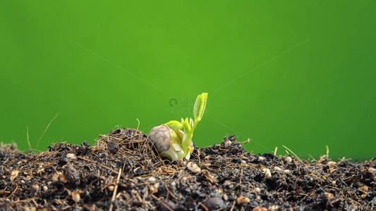 种子发芽植物生长延时视频