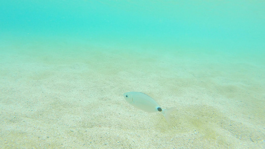 在透明水中游动的白海鱼视频