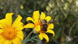 蜜蜂在黄菊花上采蜜31秒视频