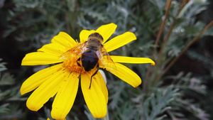 蜜蜂在金灌木上飞行慢动作61秒视频