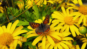 小蝴蝶在金灌木菊花上13秒视频
