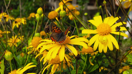 小铜蝴蝶在金灌木的菊花20慢动作上视频