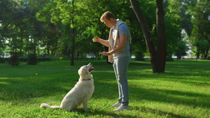 英俊的男子在夏季公园举行球训练集中金毛猎犬10秒视频
