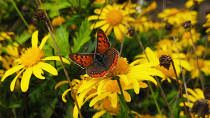 小蝴蝶在金灌木菊花上13秒视频