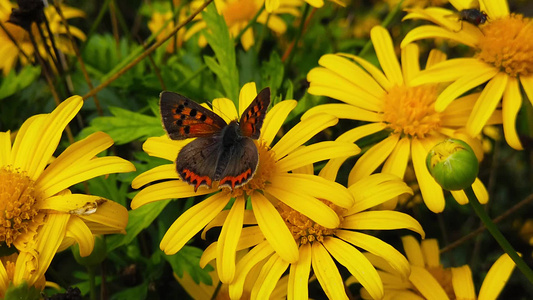小蝴蝶在金灌木菊花上视频
