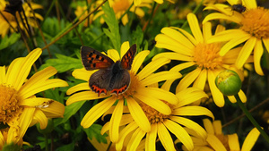 小蝴蝶在金灌木菊花上15秒视频
