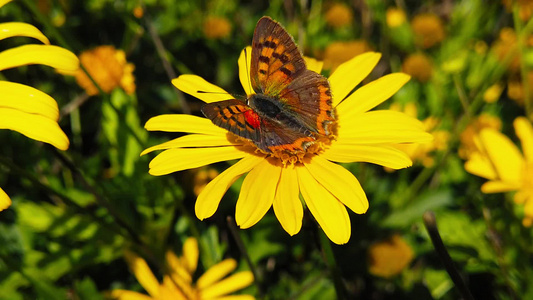 小铜蝴蝶在金灌木菊花30慢动作上视频
