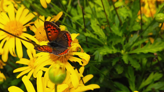 小铜蝴蝶在金灌木的菊花17上慢动作视频