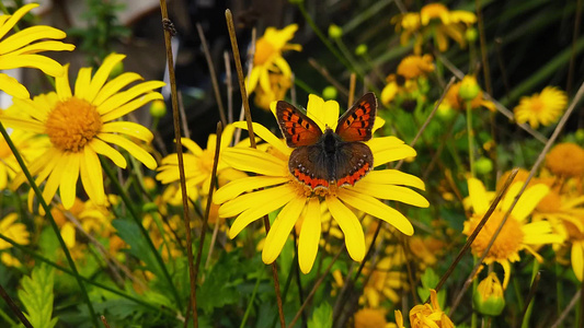 小铜蝴蝶在金灌木菊花101慢动作上视频