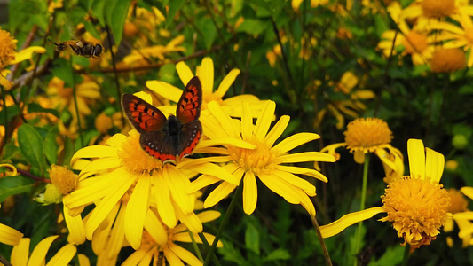 小铜蝴蝶在金灌木菊花13慢动作上视频