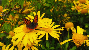 蝴蝶在黄菊花上采蜜13秒视频
