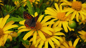 一只金灌木菊花上的小铜蝴蝶08慢动作13秒视频