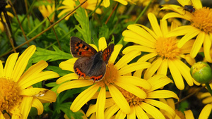 蝴蝶在金灌木菊花慢动作13秒视频