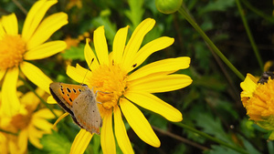 蝴蝶在黄菊花上采蜜31秒视频