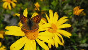 蝴蝶在黄菊花上采蜜11秒视频
