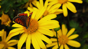 蝴蝶在黄菊花上采蜜21秒视频