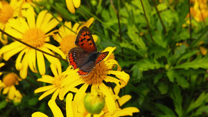 金灌木菊花上的小蝴蝶慢动作22秒视频