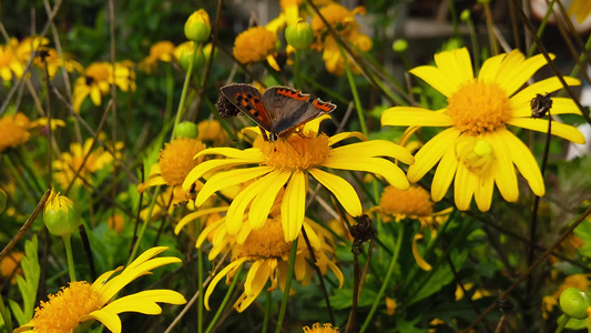 12号金灌木菊花上的小铜蝴蝶慢动作视频