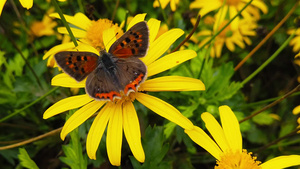 蝴蝶在黄菊花上采蜜31秒视频