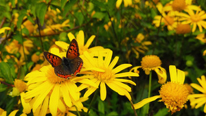 蝴蝶在黄菊花上采蜜23秒视频