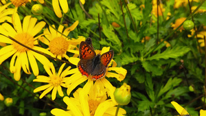 金灌木菊花上的小铜蝴蝶慢动作13秒视频