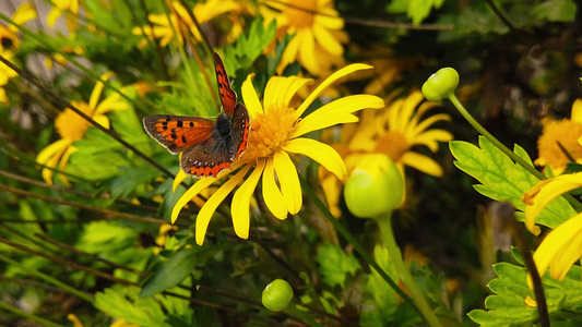 10号金灌木菊花上的小铜蝴蝶慢动作视频