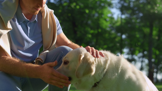 英俊的男人抚摸着快乐的金毛猎犬视频