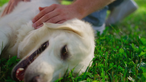 男人手抚摸快乐的金毛猎犬特写27秒视频