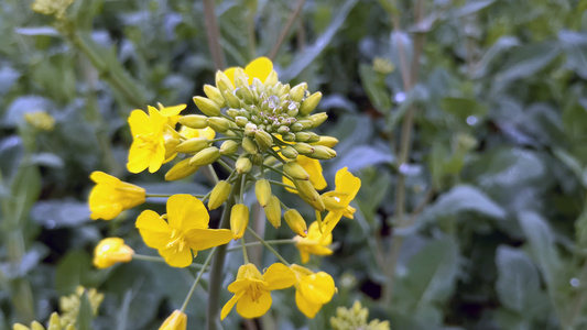 4K实拍油菜花特写视频