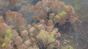 灌木的燃烧导致村庄树木干枯14秒视频