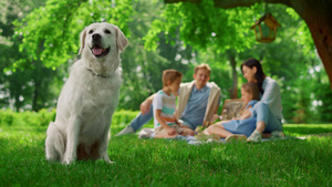 快乐的狗坐在家庭野餐附近13秒视频