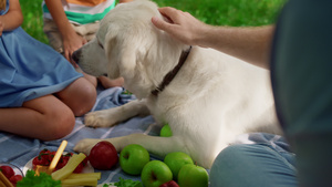 孩子们在野餐时和狗一起玩得很开心24秒视频