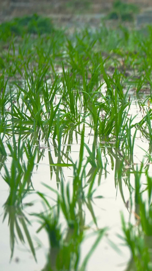 水稻特写实拍素材农作物38秒视频