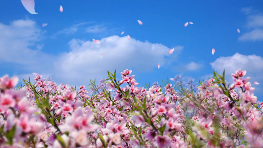 唯美百合花花盛开视频视频