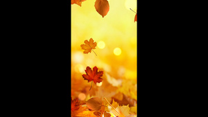 金色秋天枫叶树叶落叶背景20秒视频