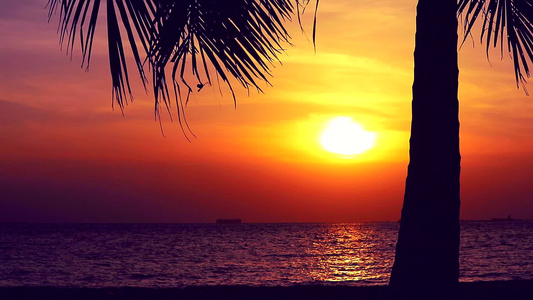 海边的日落天空和椰子树视频