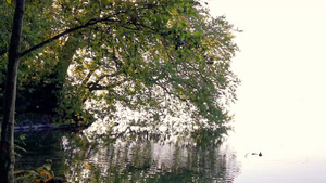 和平的清晨在瑞士的一个公园的湖泊9秒视频