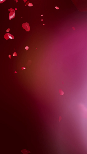 520红心玫瑰花瓣爱情表白背景花瓣表白背景15秒视频