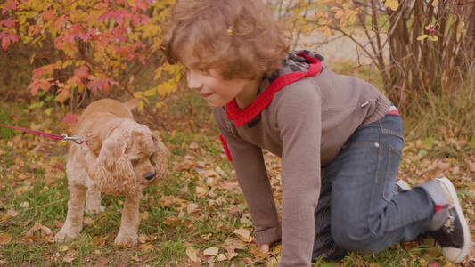 微笑的男孩在秋天的草坪上玩可卡犬落黄的叶子快乐的男孩视频