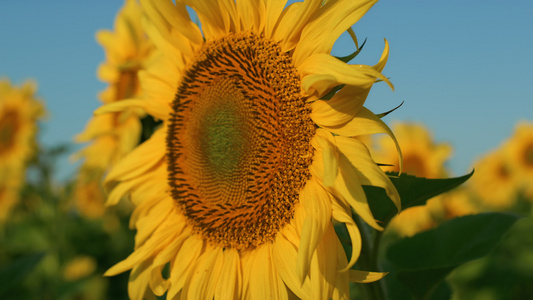 在蓝天特写镜头的向日葵头开花的阳光视频