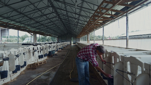 农民在新生动物牛舍兽医室喂养小牛12秒视频