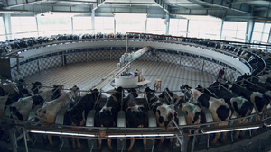 农田机器人牛棚大型工业机器现代挤奶工艺12秒视频