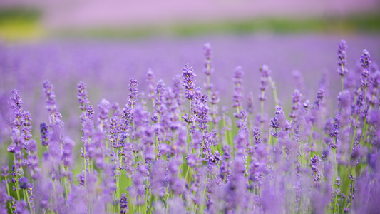 微风中的多面薰衣草特写4K[立体化]视频