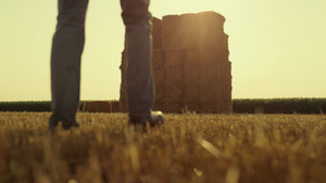 农民拿着干草堆在干草麦田里行走检查收割结果20秒视频