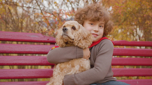 快乐的男孩在秋季公园的长凳上拥抱可卡犬秋天散步时小男孩视频