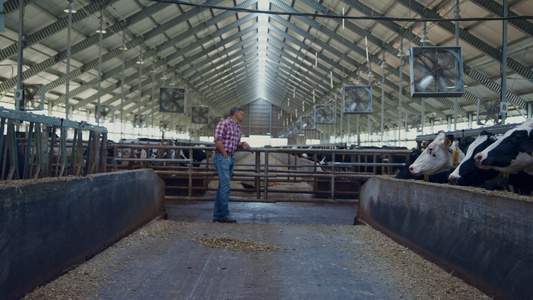 农场工人检查畜牧业在谷仓里看奶牛视频