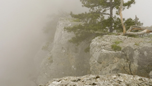 在雾中悬崖边缘孤单的绿叶自然景观14秒视频