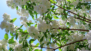 花园里郁郁葱葱的茉莉花18秒视频