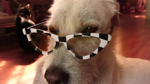 身戴隐蔽眼镜的可爱泰瑞狗13秒视频
