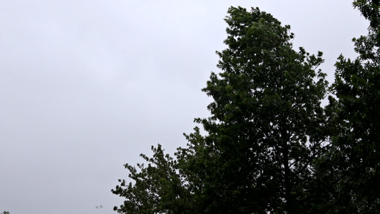 暴雨下大雨强风强飓风时吹树木的恶劣天气风暴视频